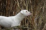 DOGUE ARGENTIN 502